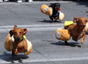 dogs in hot dog costumes