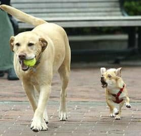 two dogs with ball