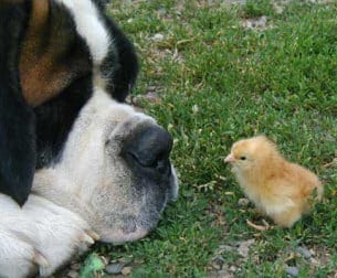 dog and chick