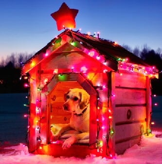 Christmas dog kennel
