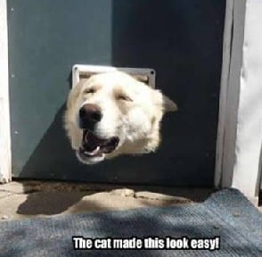 dog in cat flap
