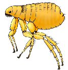 dog flea