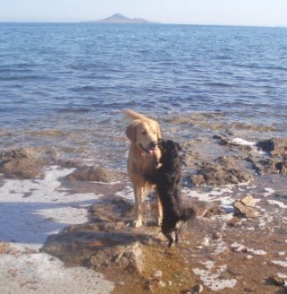 two dogs in sea