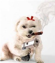 dog with gun