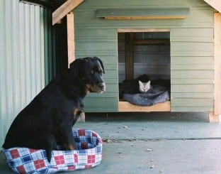 cat in dog house