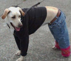 dog in jeans