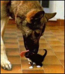 dog licks cat