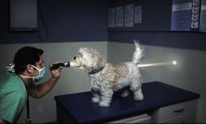 dog vet light