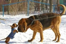 little and large dogs