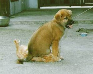 dog sitting on cat