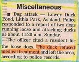 duck attack newspaper
