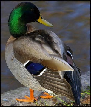 Duck