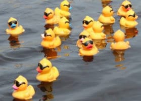 duck race