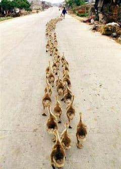 ducks follow