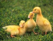 ducklings