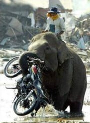 elephant bike