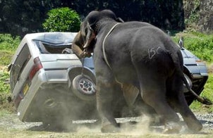 elephant car
