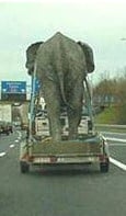 elephant on truck