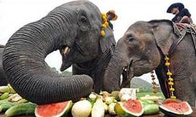 elephants eating
