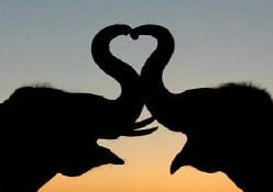 elephant valentine