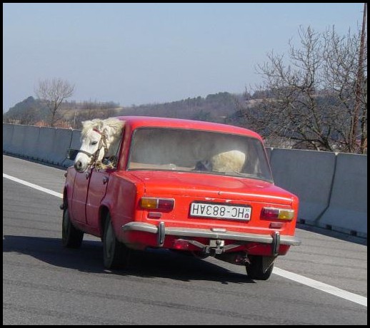 horse in car 2