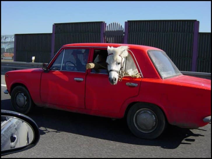 horse in car