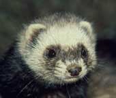 Ferret