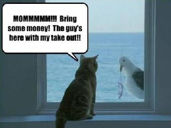 seagull and cat