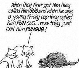 cat fungus cartoon