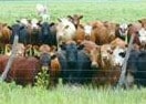 herd cows
