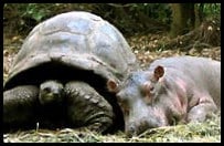 hippo and tortoise