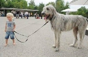 irish wolfhound