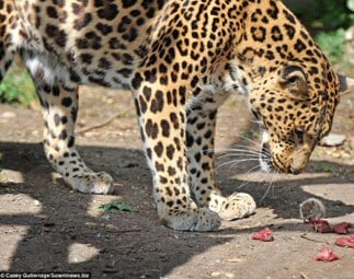 leopard and mouse