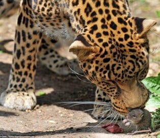 leopard and mouse eating