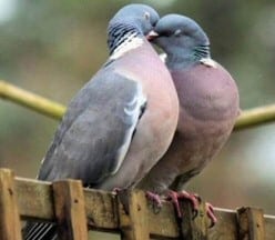 love birds