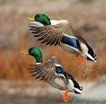 mallards flying