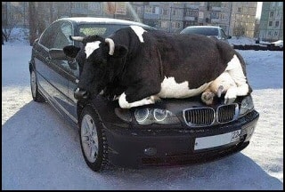 bull on car