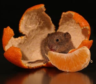 Mouse in Orange