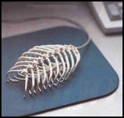 Mouse skeleton