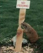 no feeding sign