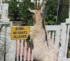 goat sign