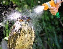 owl and hose