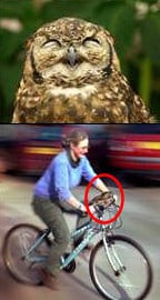 owl bike
