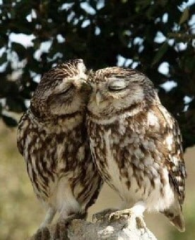 owls kissing