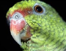 parrot green