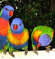 Parrots