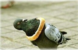 pigeon ring
