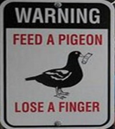 pigeon sign