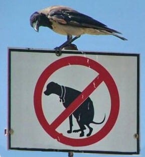 raven dog sign