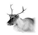 white reindeer
